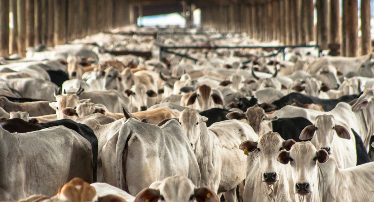 Inquinamento ambientale e dieta