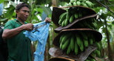 A Panama, dove si coltivano le banane Fairtrade