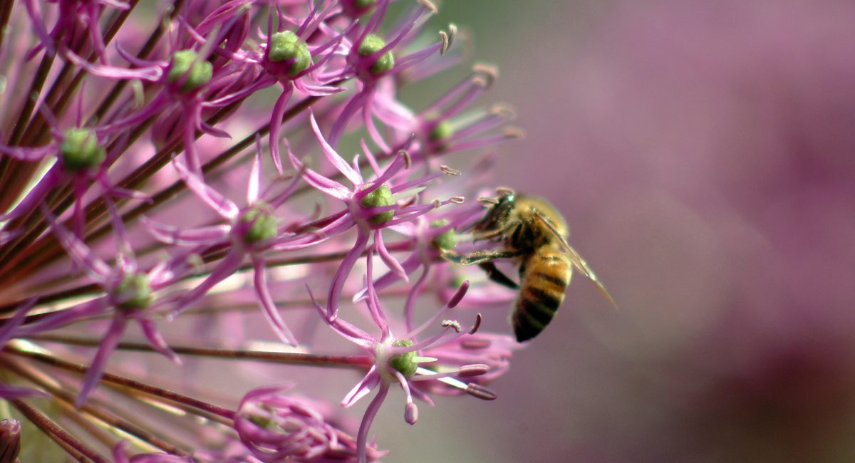 Salviamo le api per salvare noi stessi. Vietiamo i pesticidi neonicotinoidi