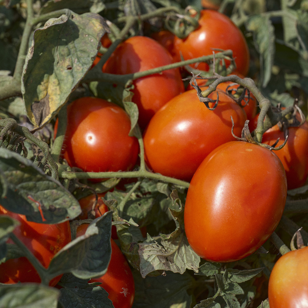 IL LIBRO DEI Francobolli D'Italia 1999 Buca Delle Lettere - Completo Nuovo EUR 55,00 - IT - Foto 10