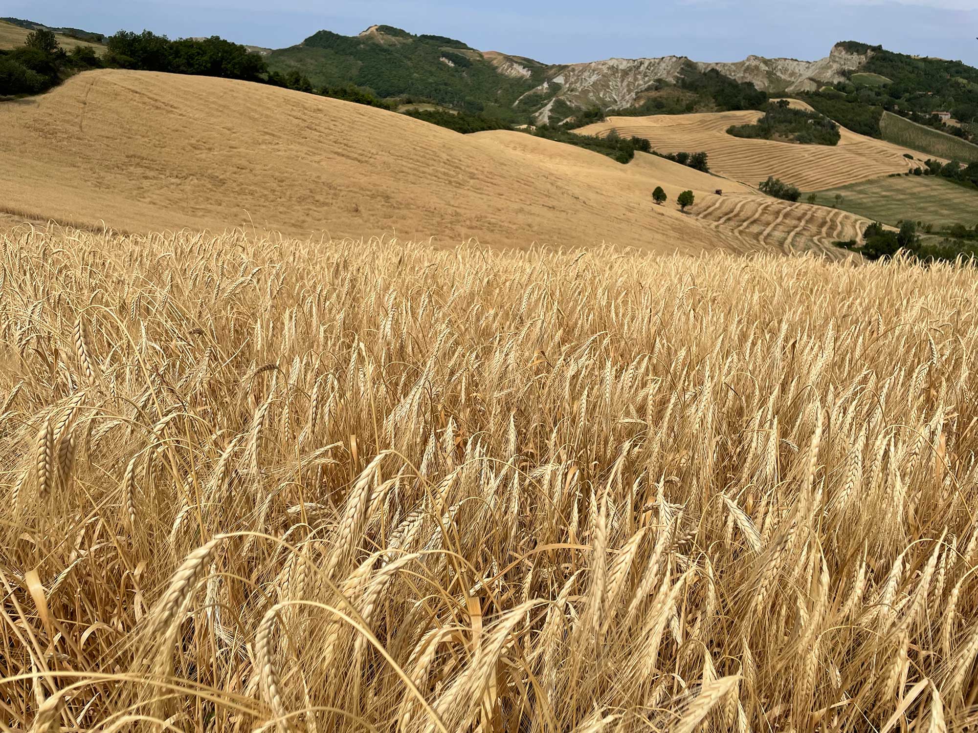 I cereali integrali riducono il rischio di insorgenza di tumori