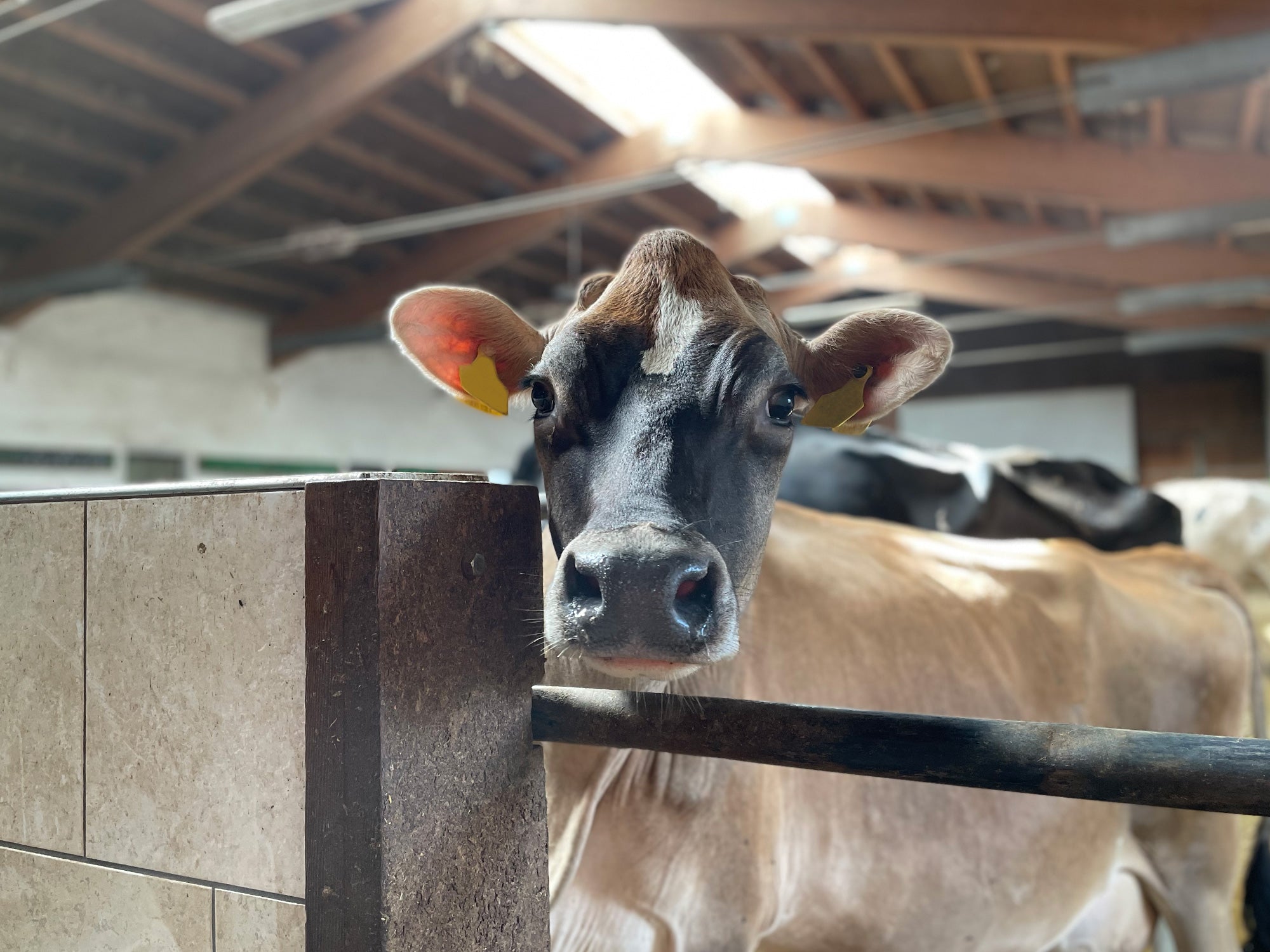 C’è una mucca nella stanza: perché alla Cop26 non si è parlato di agricoltura e allevamenti intensivi?