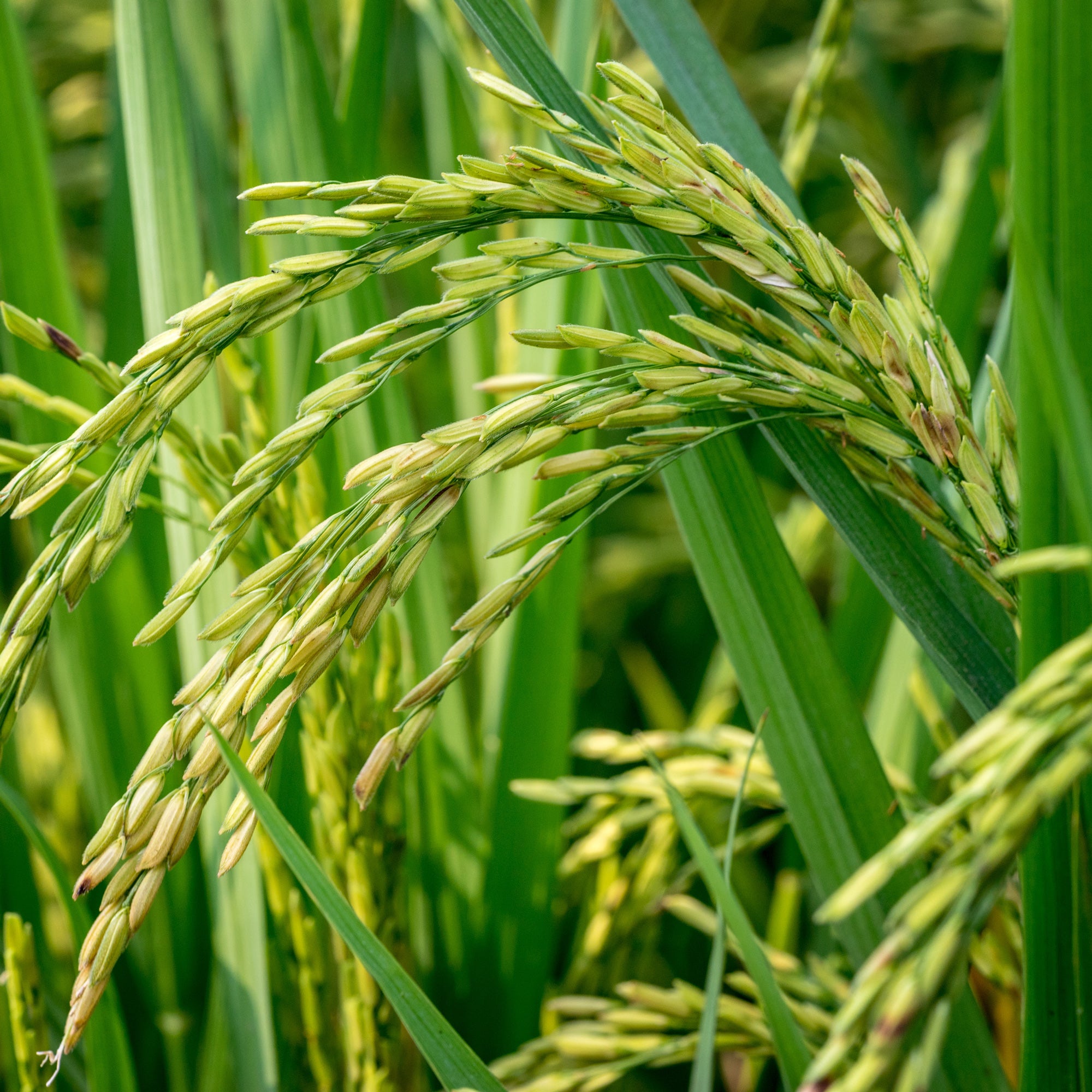 Farina di riso biologica