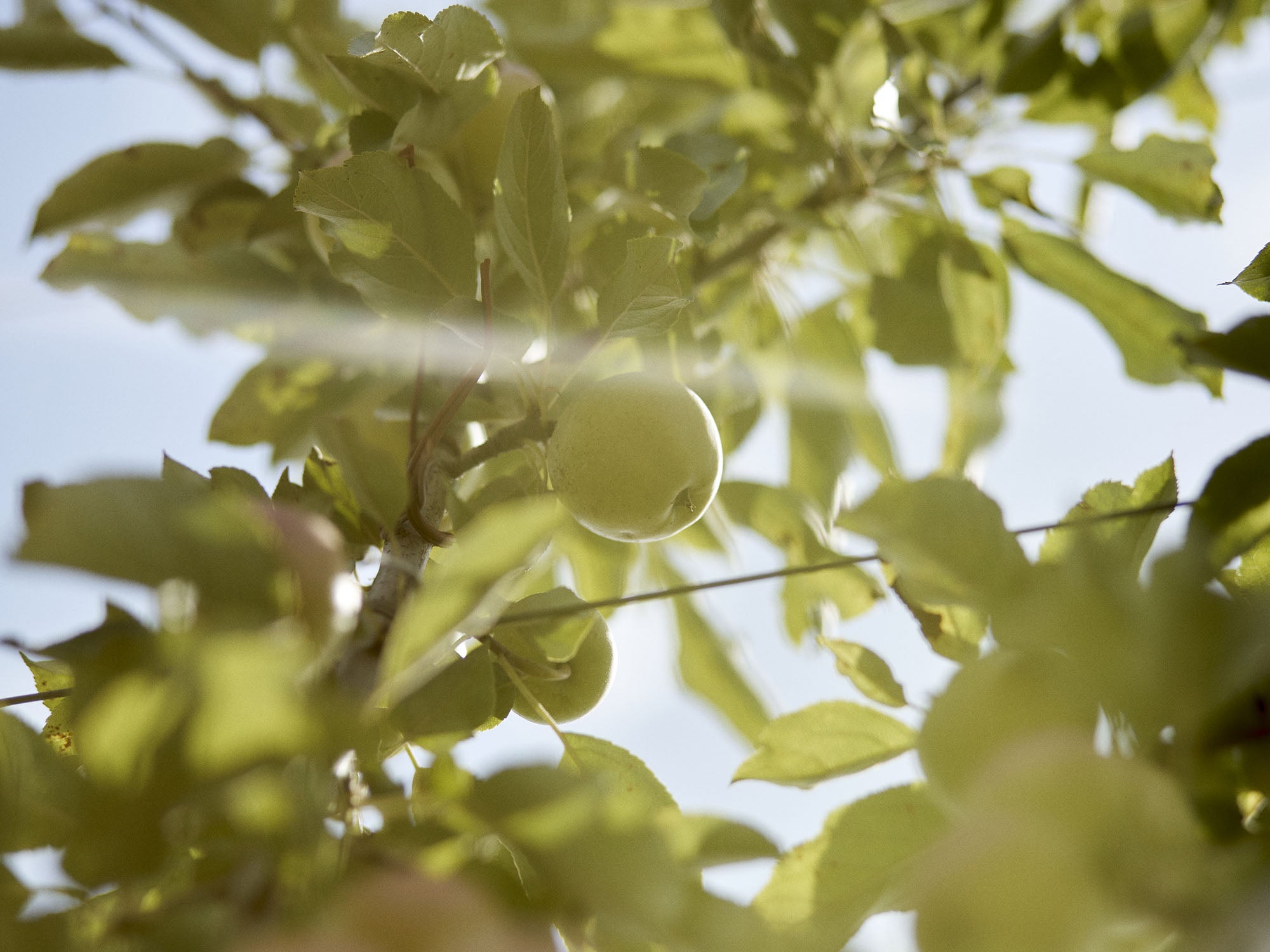 Alce Nero lancia il suo progetto di Bio-economia Circolare
