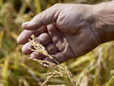 La coltivazione del riso in biologico
