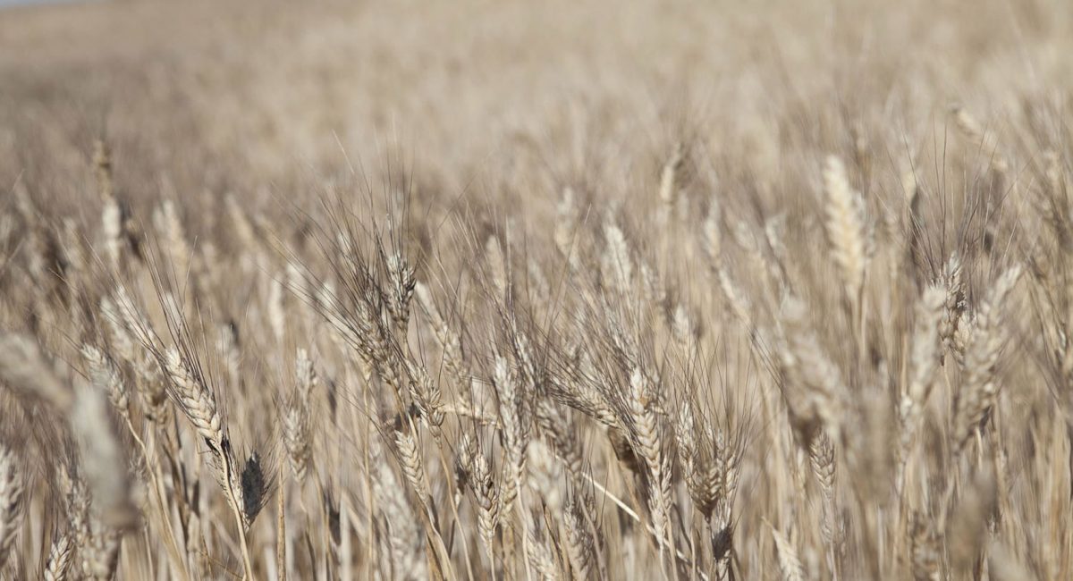 Fertilità: preservare la ricchezza della nostra terra