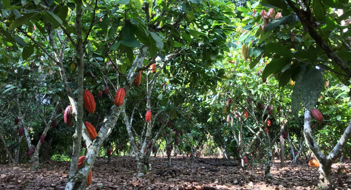 Sulle ceneri della coca: il cacao Fairtrade di Acopagro