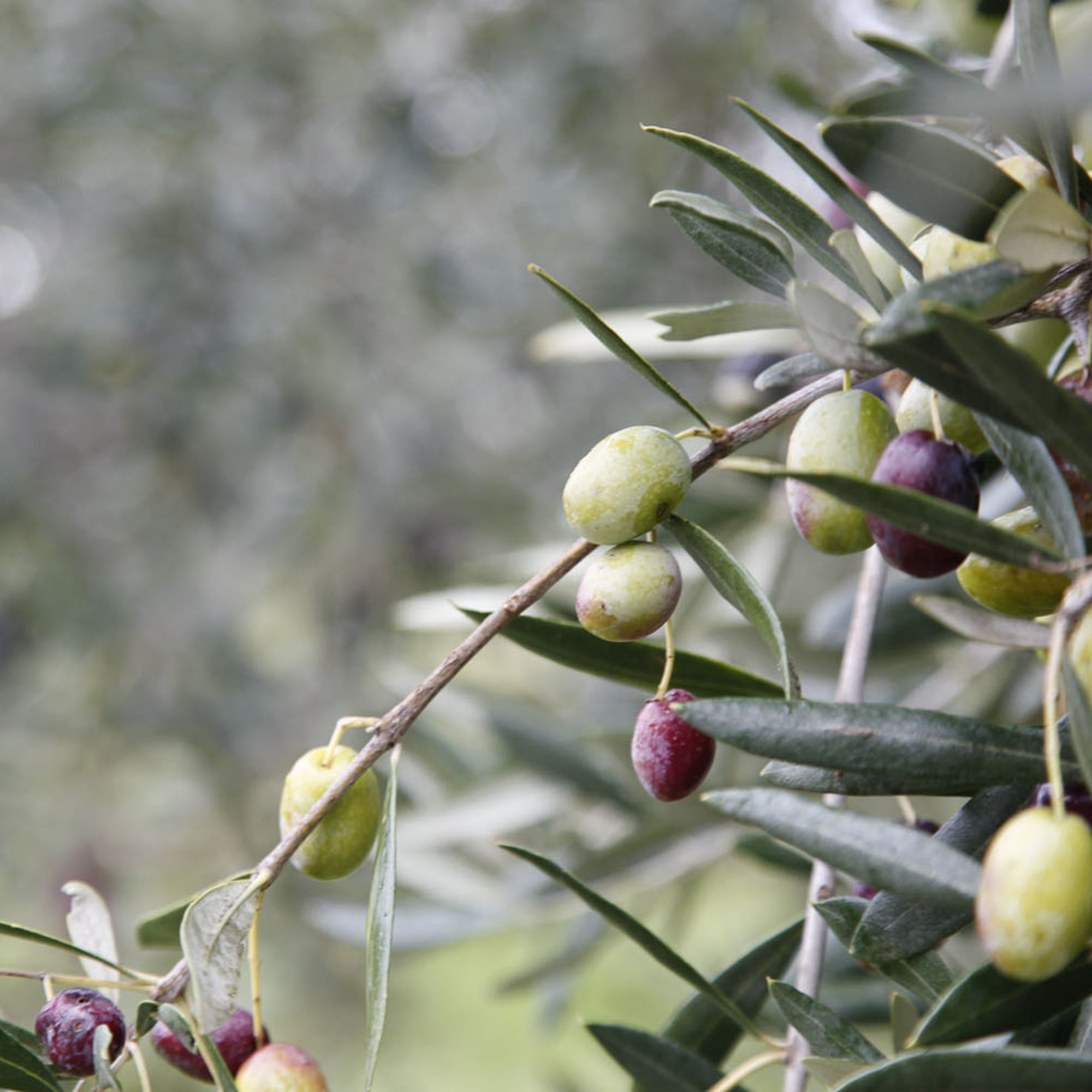 Mediterre.bio S.r.l.