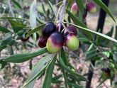 Olio extravergine di oliva: proprietà e benefici di questo elisir per la salute