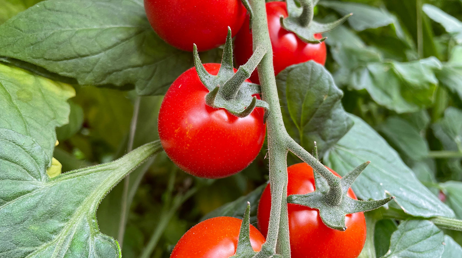 Pomodoro, l’ortaggio dell’estate dalle molte qualità