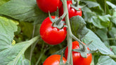 Pomodoro, l’ortaggio dell’estate dalle molte qualità
