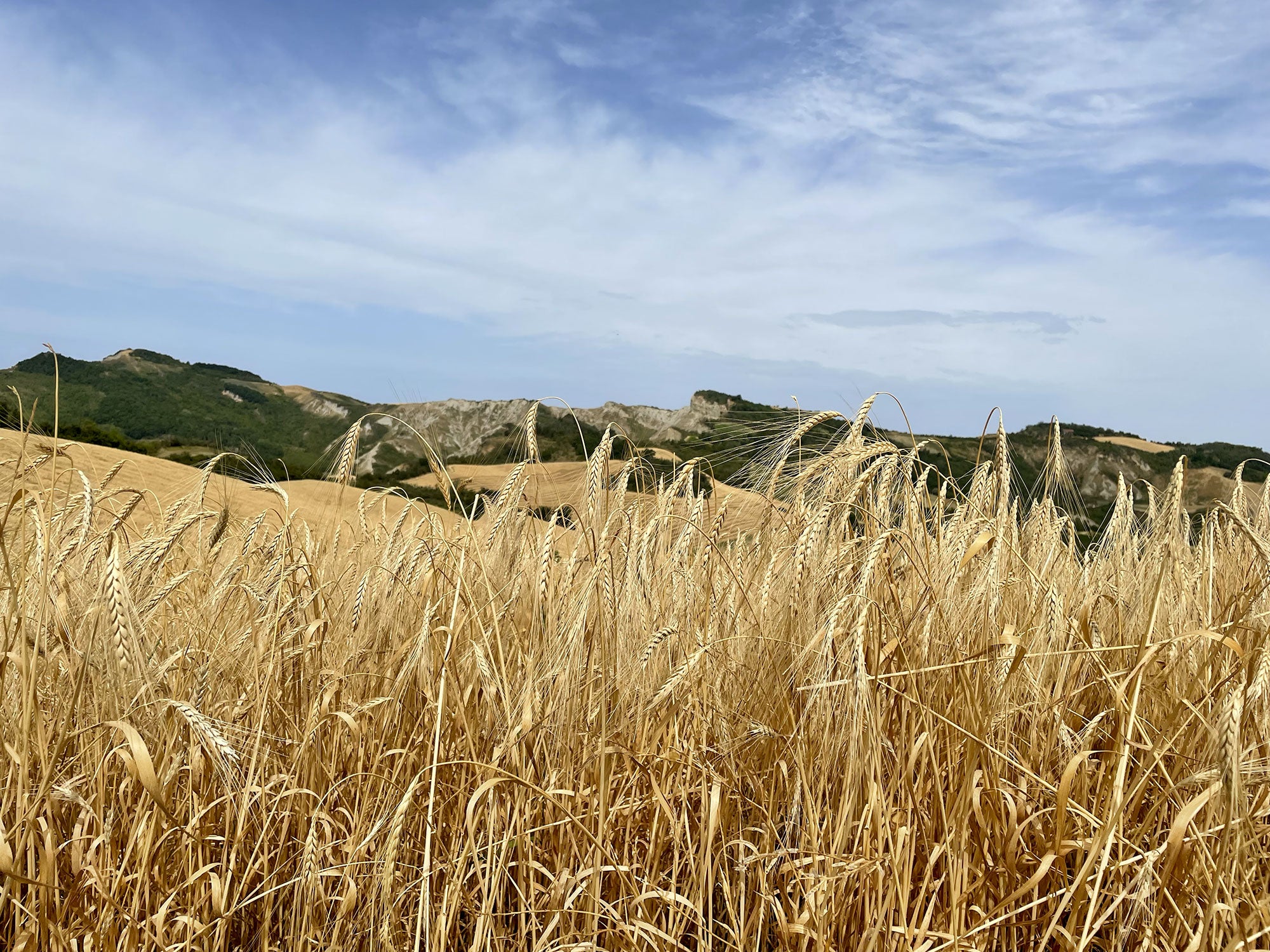 Dove si trova l'agricoltura nel Pnrr
