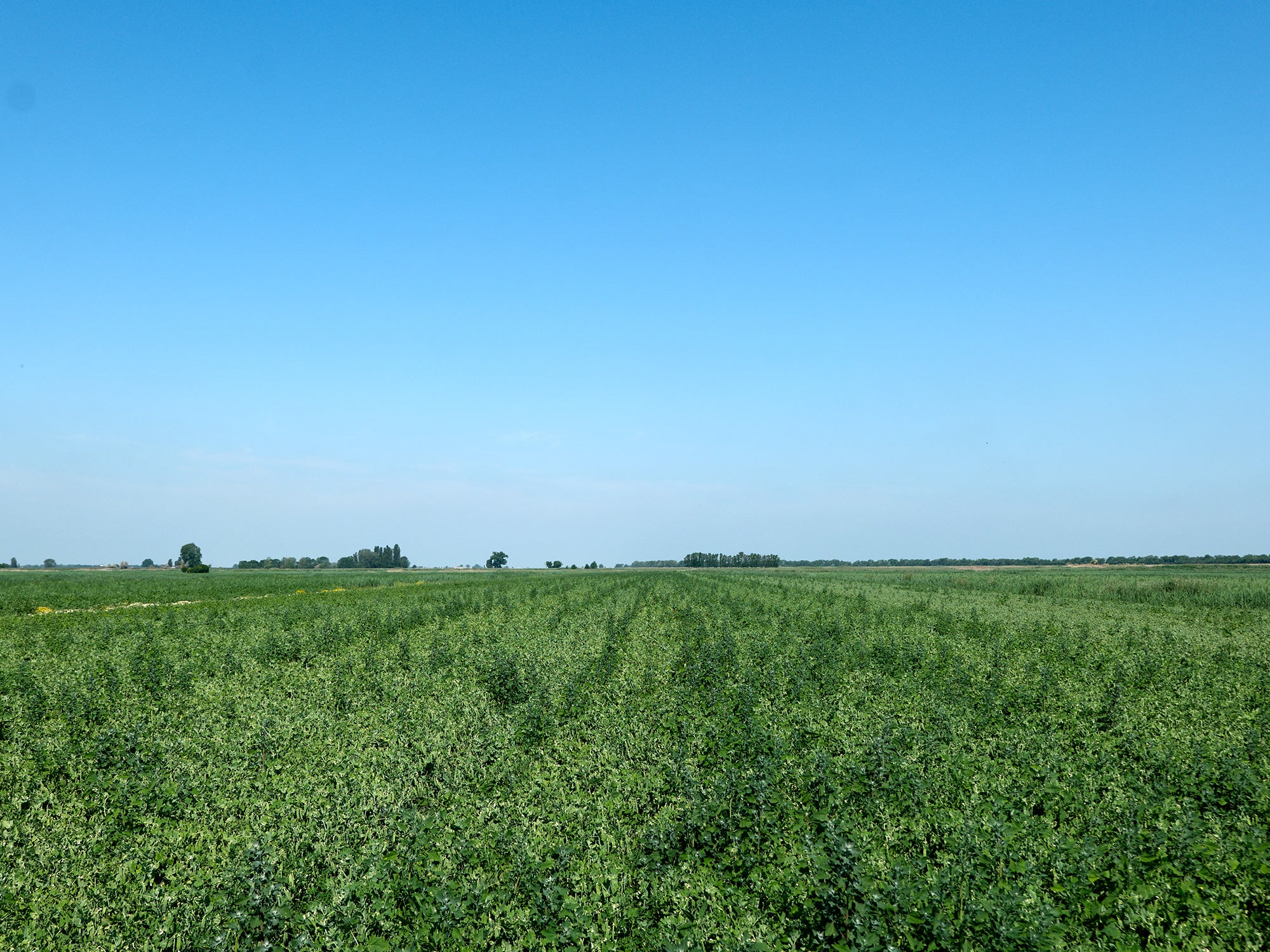 Agricoltura rigenerativa, cos’è e perché c’è urgenza di definirne le regole