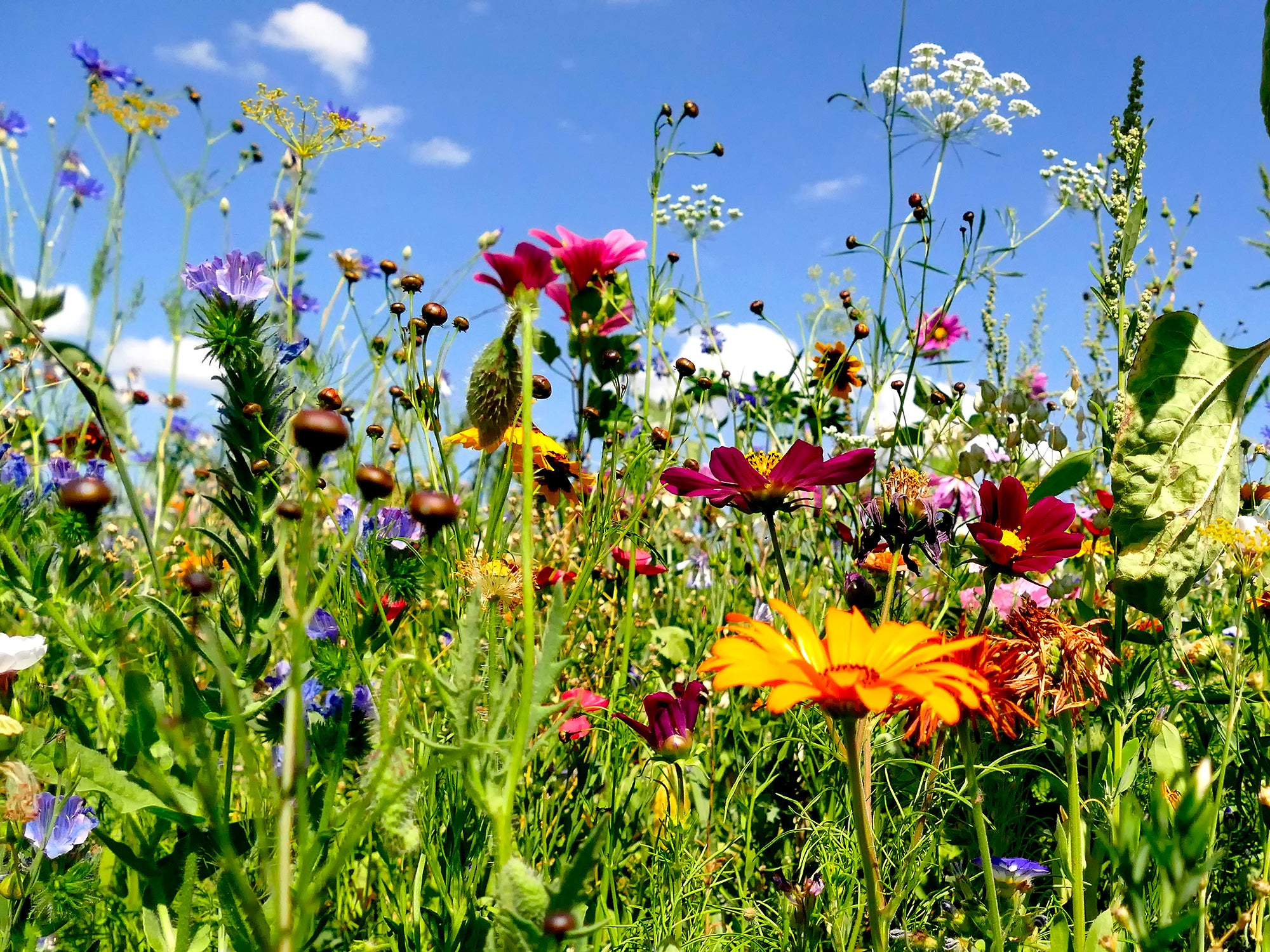 Giornata mondiale della biodiversità 2023, passiamo dalle parole ai fatti