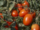 Pomodoro, l'ortaggio dalle molte qualità