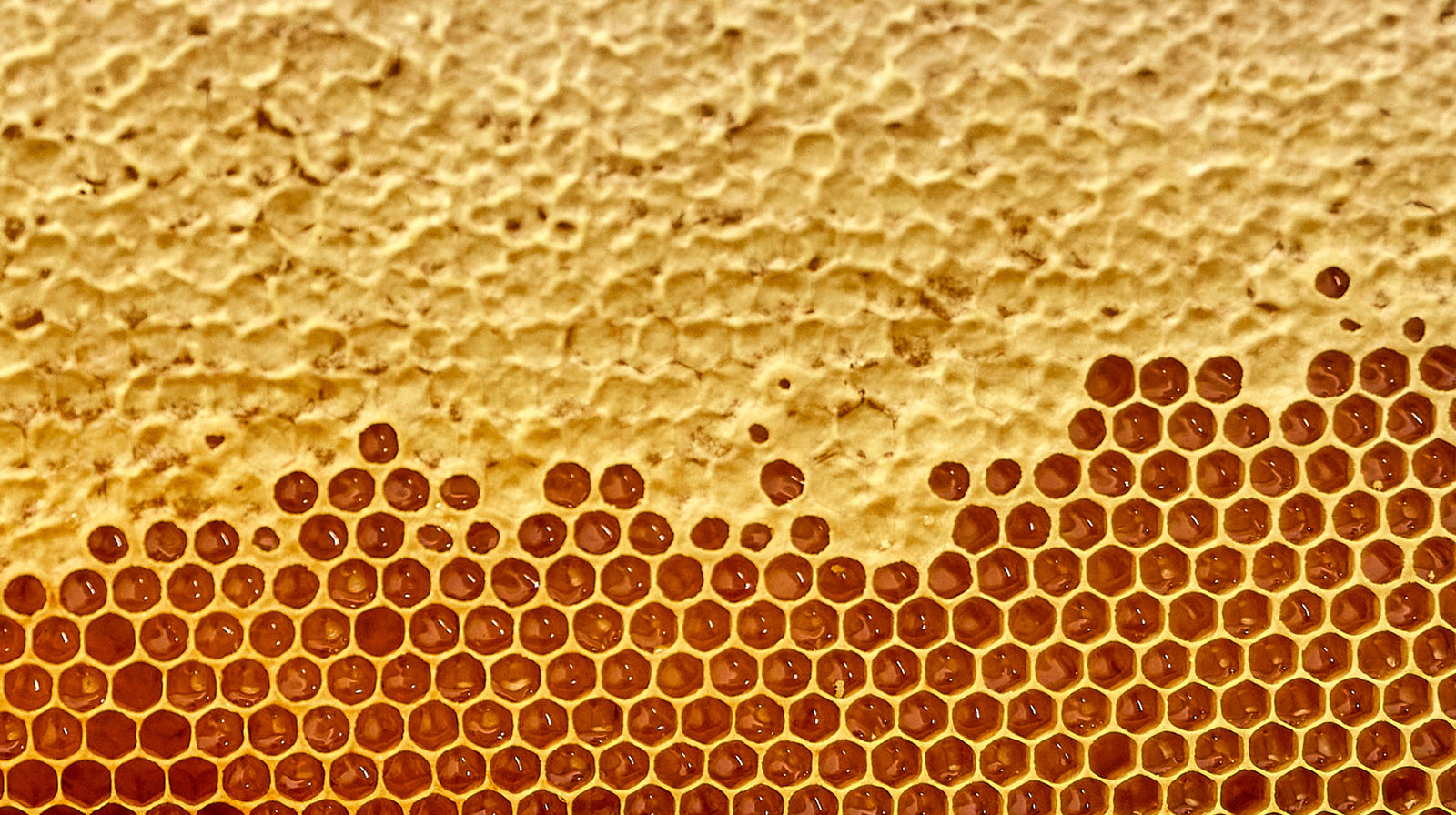 Polline e pappa reale: come e perché utilizzarli ogni giorno, anche in