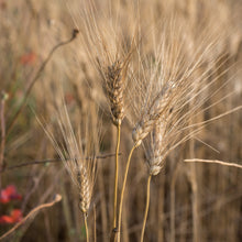 Carica l&#39;immagine nel visualizzatore di Gallery, Fusilloni di semolato di grano duro biologici

