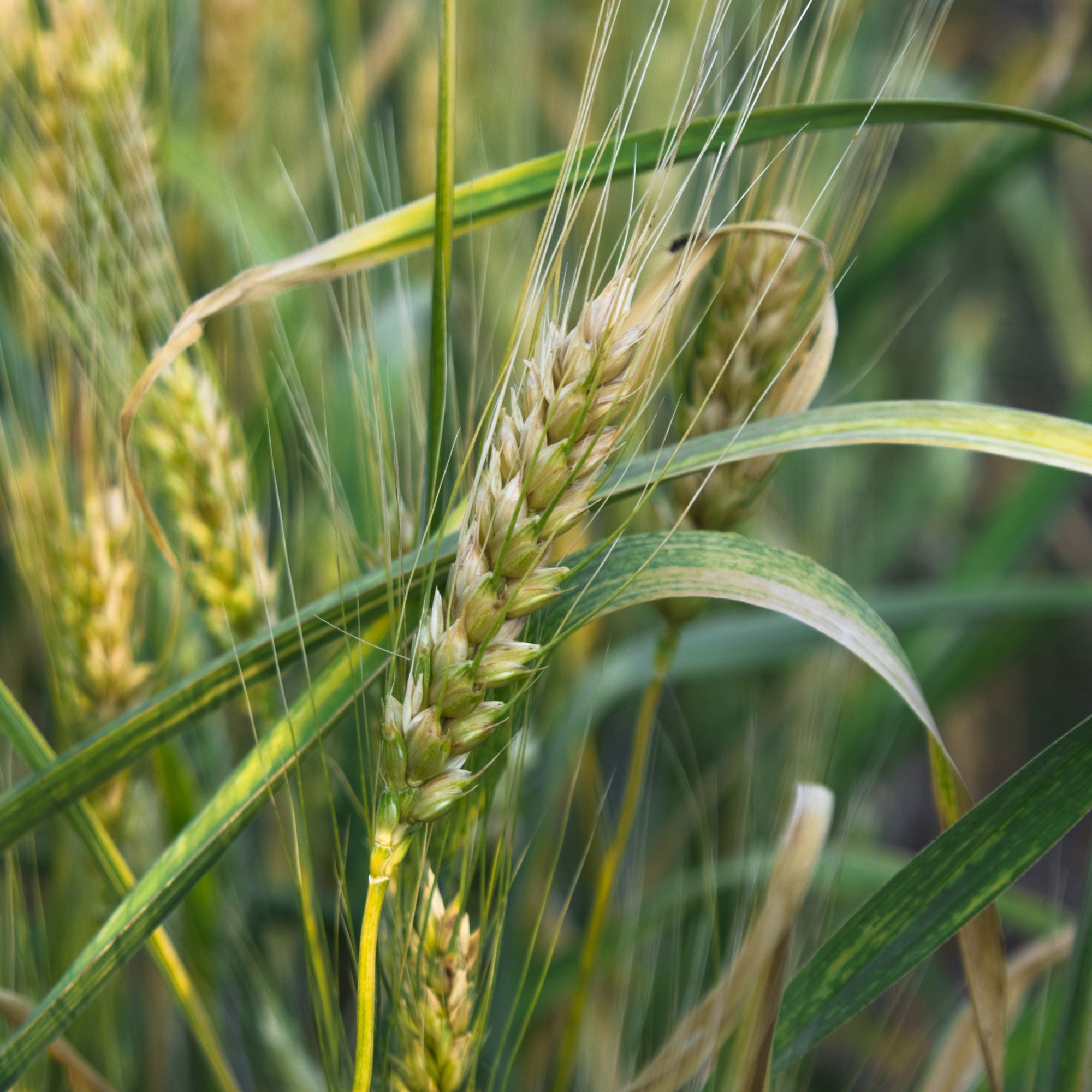 Farina integrale di grano Khorasan biologica