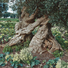 Carica l&#39;immagine nel visualizzatore di Gallery, Olio extra vergine di oliva biologico
