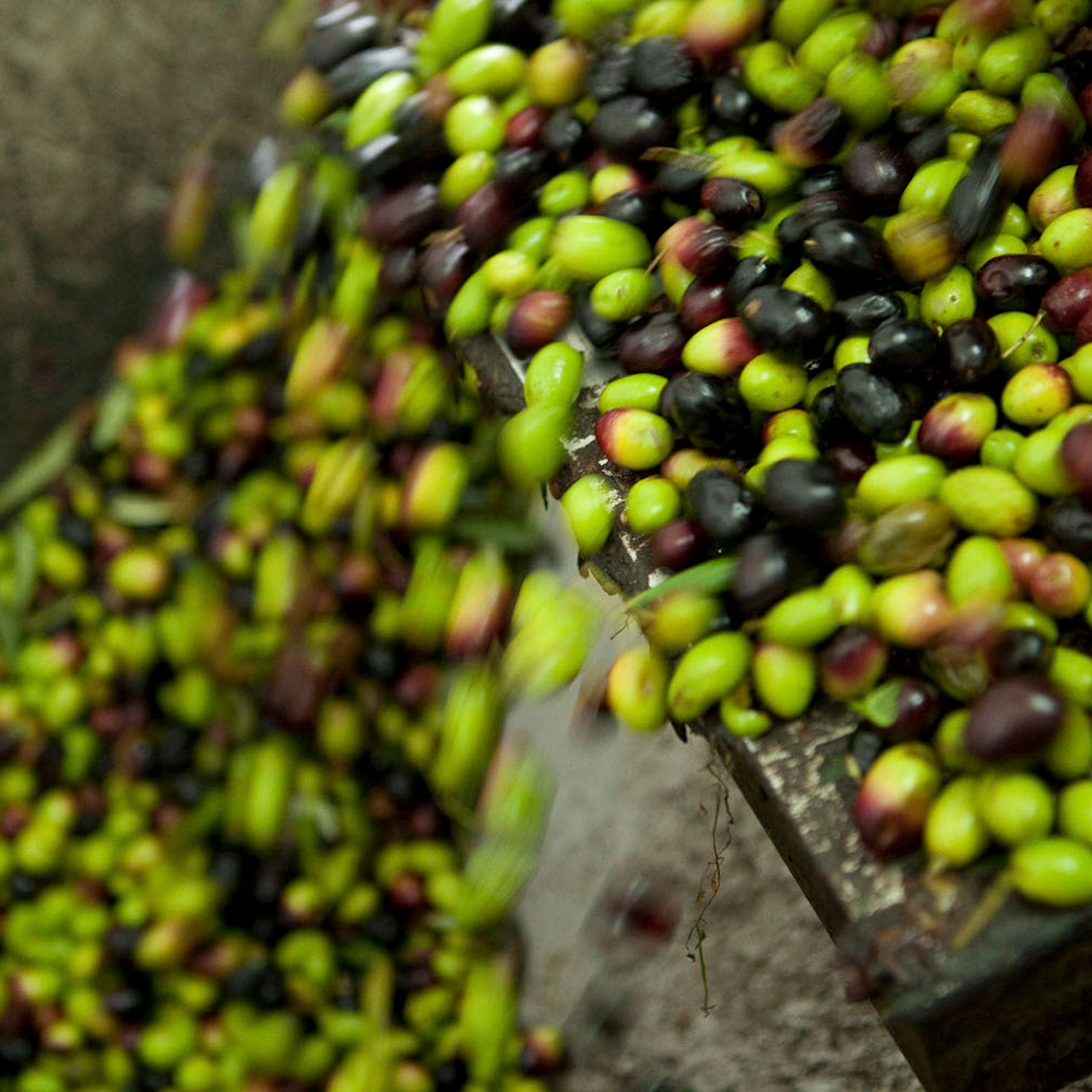Olio extra vergine di oliva monocultivar Biancolilla biologico