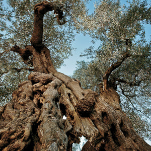 Olio extra vergine di oliva D.O.P. - Terra di Bari Bitonto biologico