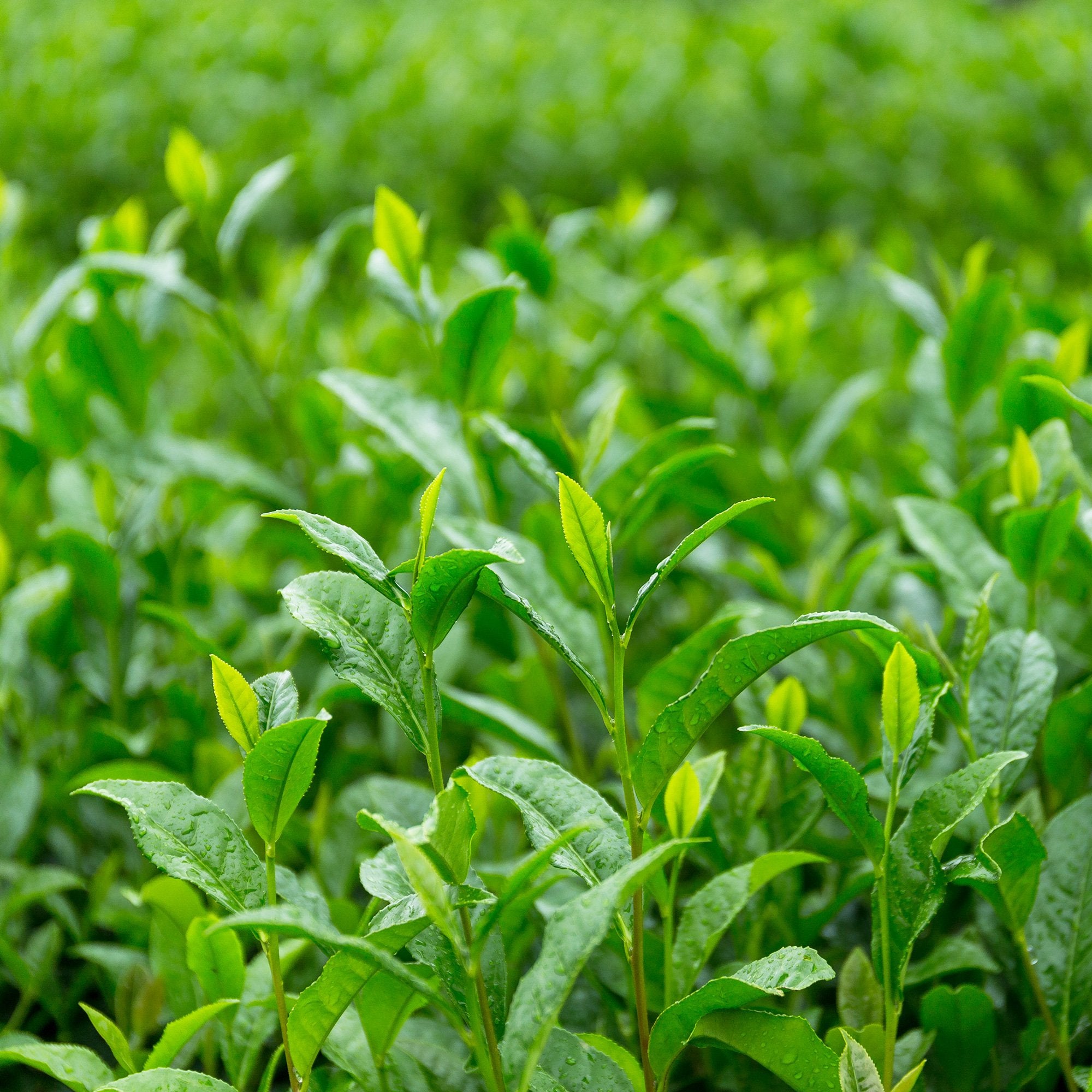 Tè verde biologico - 20 filtri
